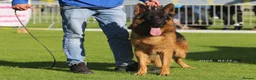 German Shepherd dogs for sale: German Shepherd puppies !! - Advert 14