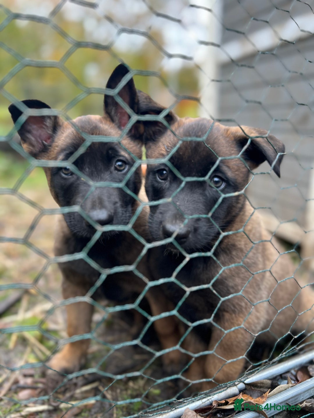 Mixed Breed dogs for sale: Belgian Malinois Puppies  - Image 2