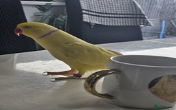 Parakeets birds for sale: Indian ring neck  - Image 4