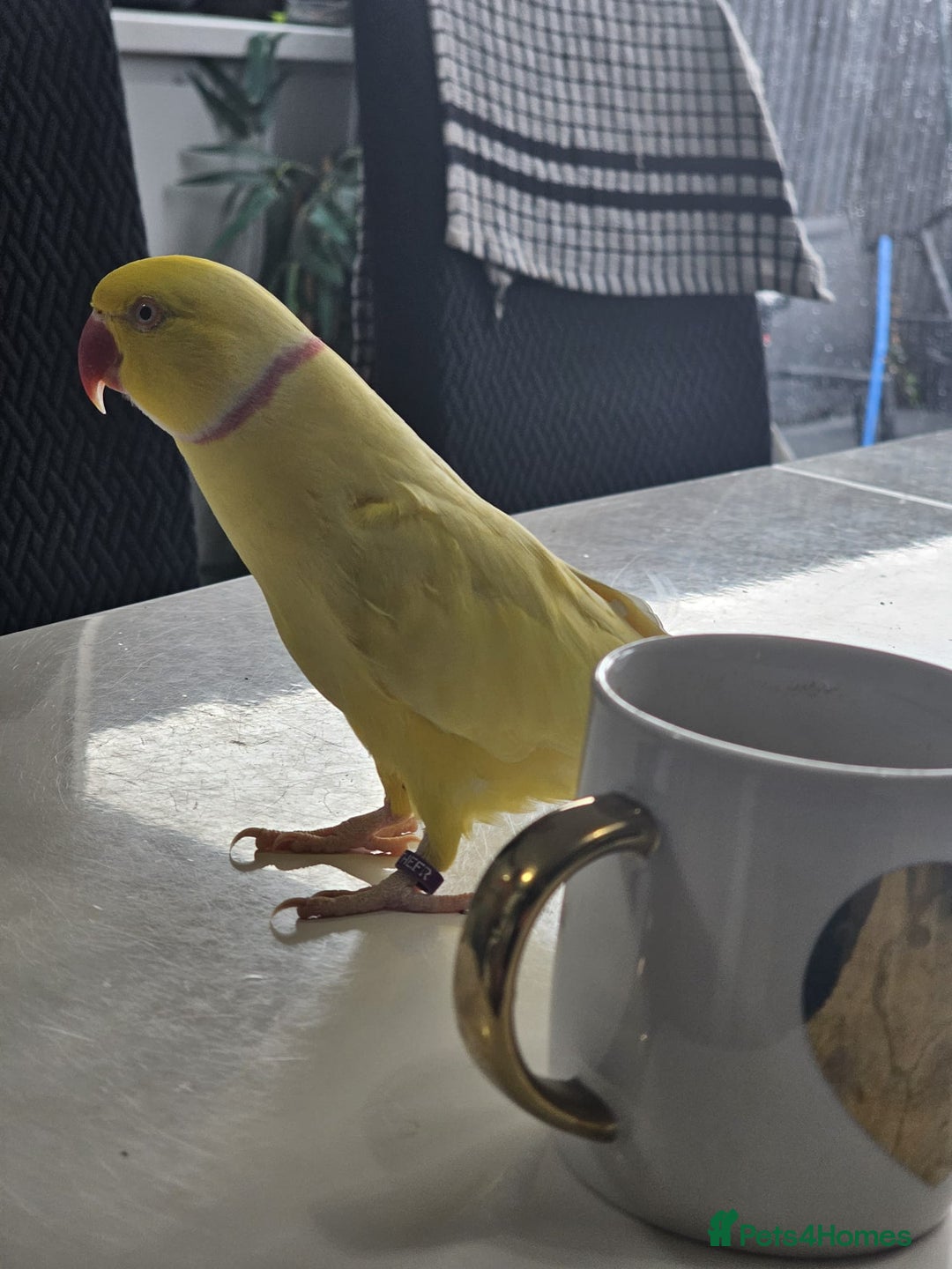 Parakeets birds for sale: Indian ring neck  - Image 4