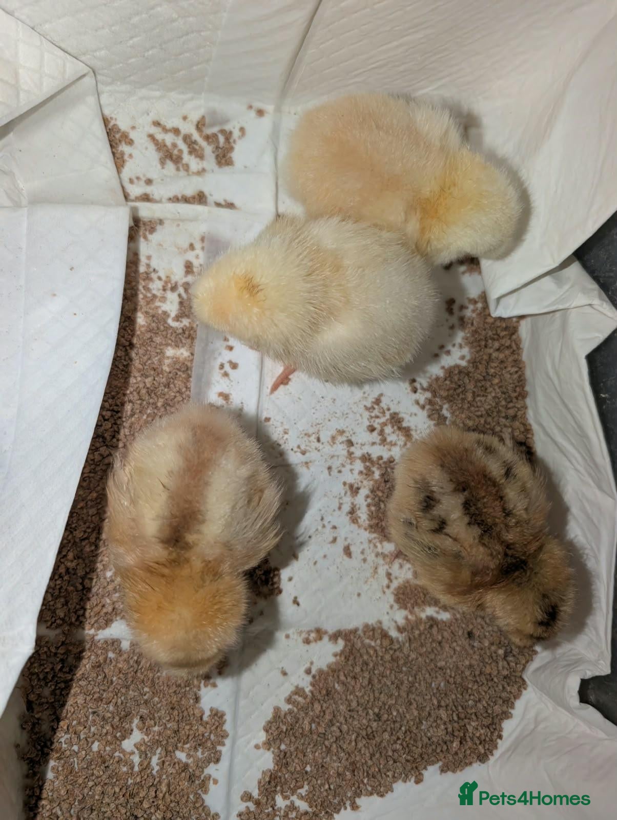 Chickens poultry Mixed breed, Pekin Bantam & Quail chicks - Advert 12