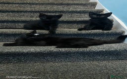 European cats for sale: Donation - Image 3