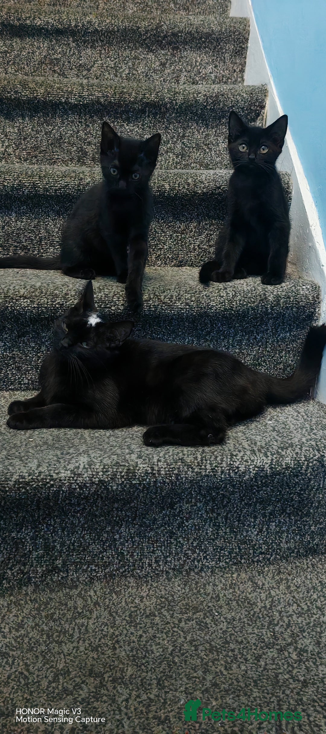 European cats for sale: Donation - Image 3