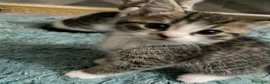 British Shorthair Kitten 1