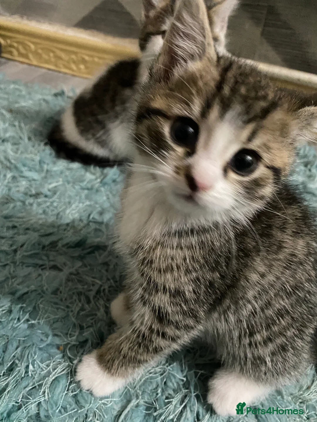 British Shorthair cats for sale: Beautiful British Shorthair Kittens Boys & Girls - Advert 7