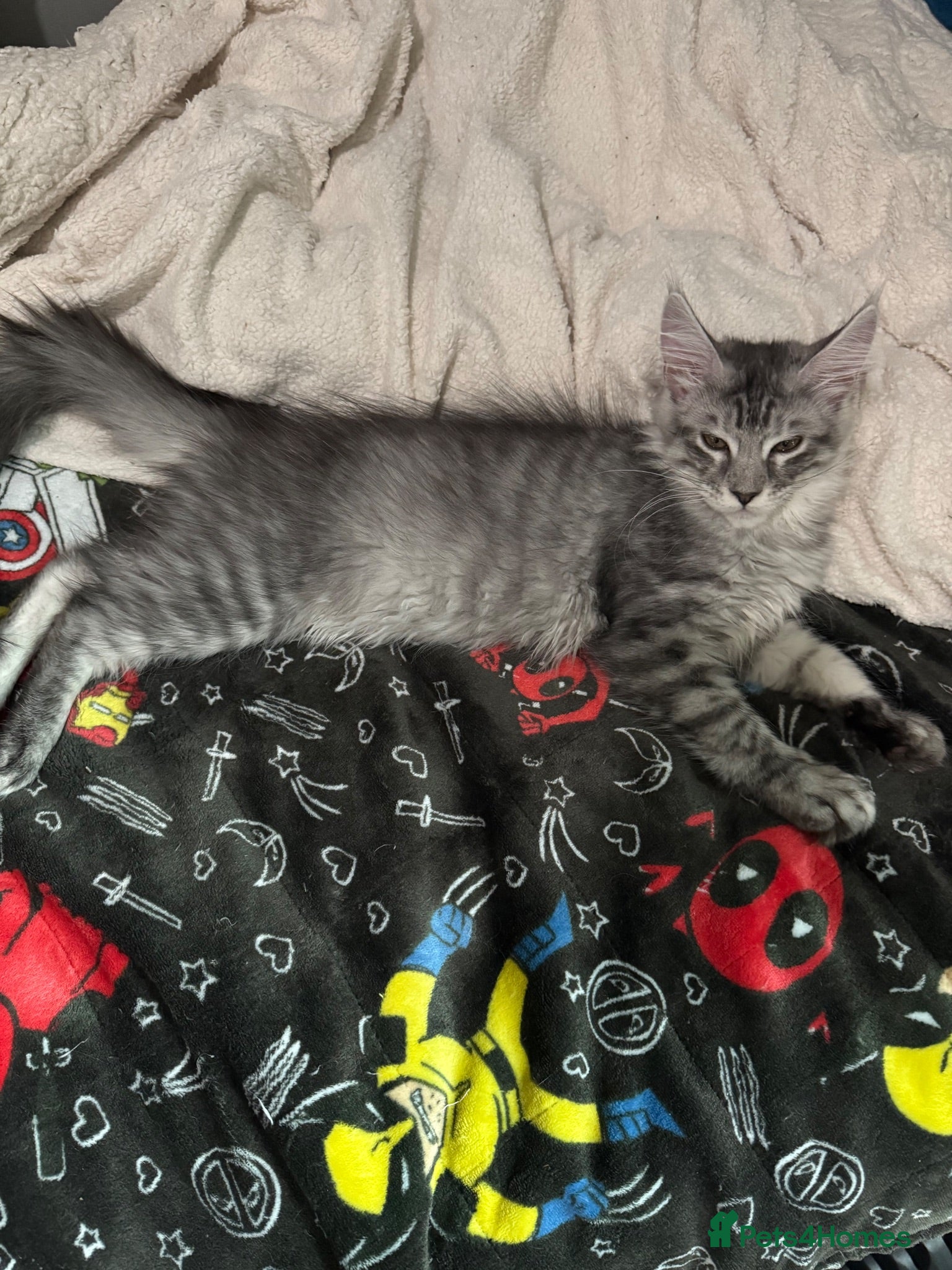 Maine Coon cats 4x maine coons for sale - Advert 2