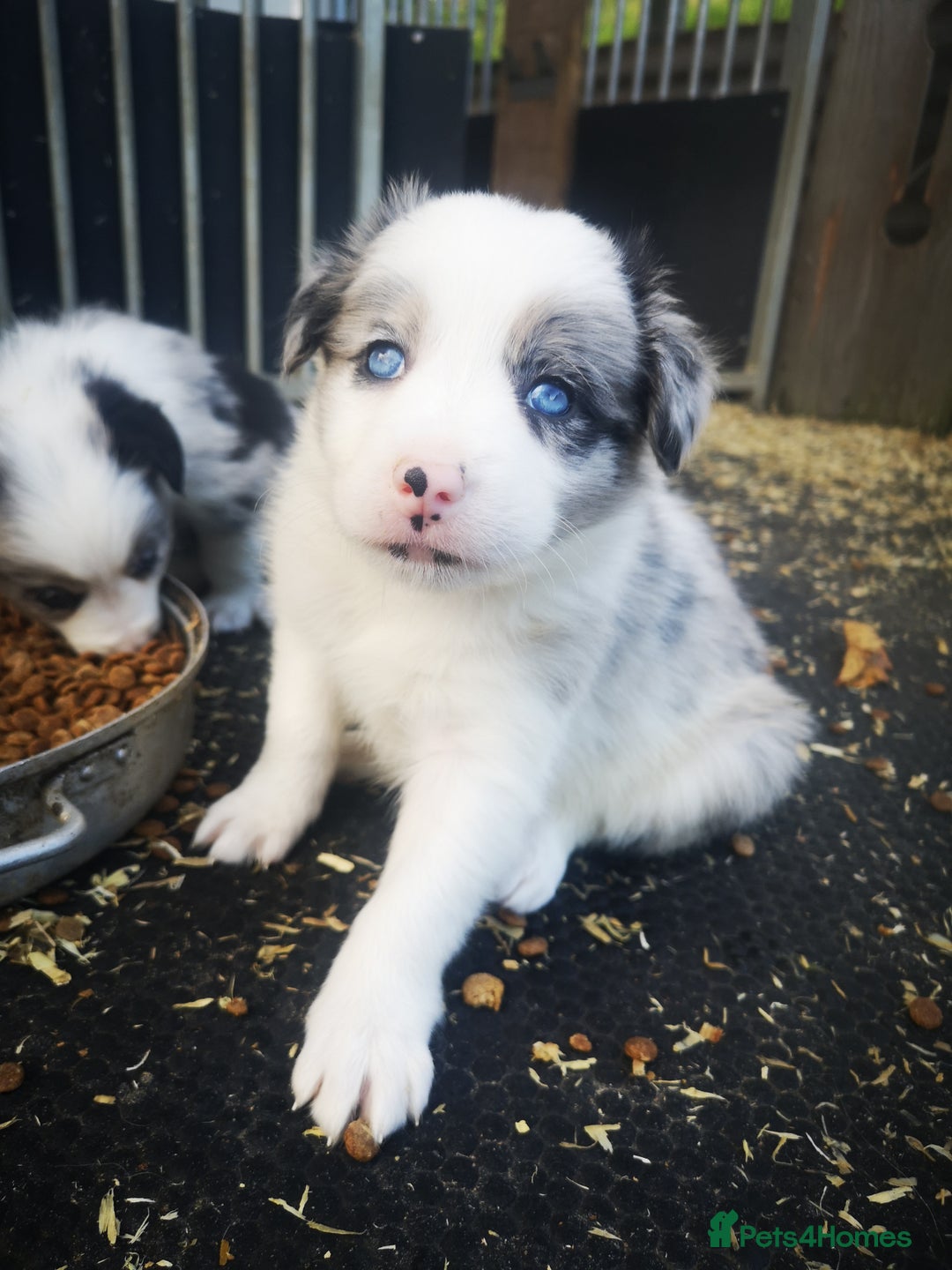 Border Collie dogs for sale: Beautiful Fluffy Collie Puppies  - Image 15
