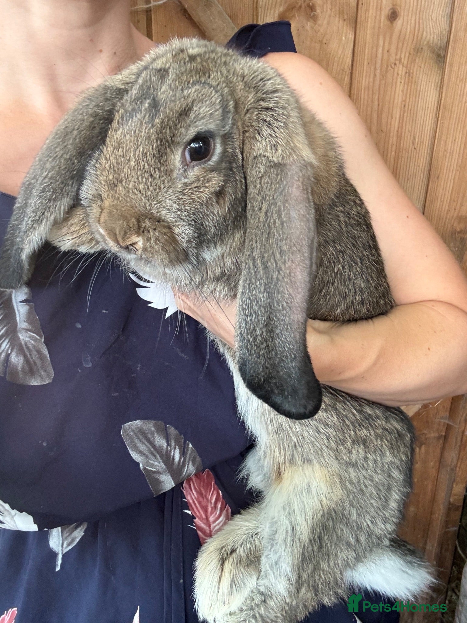 French Lop rabbits Last One Quality Giant French Lop Bunny Ready - Advert 2