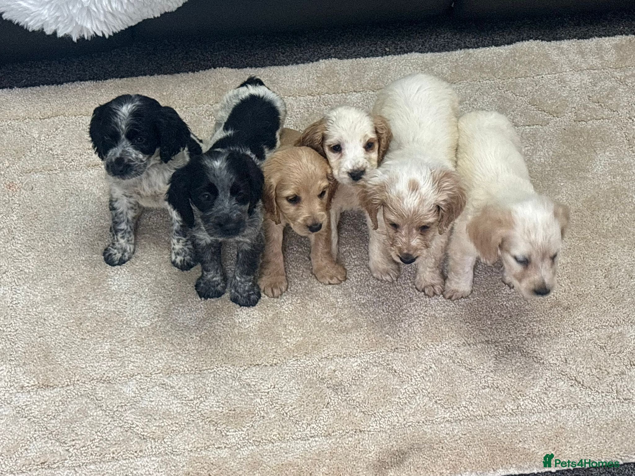 Cocker Spaniel dogs Cocker spaniel puppies  - Advert 1