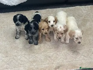 Cocker Spaniel dogs Cocker spaniel puppies - Advert 6