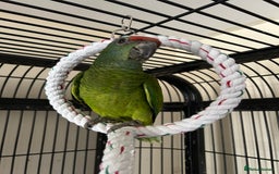 Parrots birds for sale: Hand Reared Baby Festive Amazons  - Image 5
