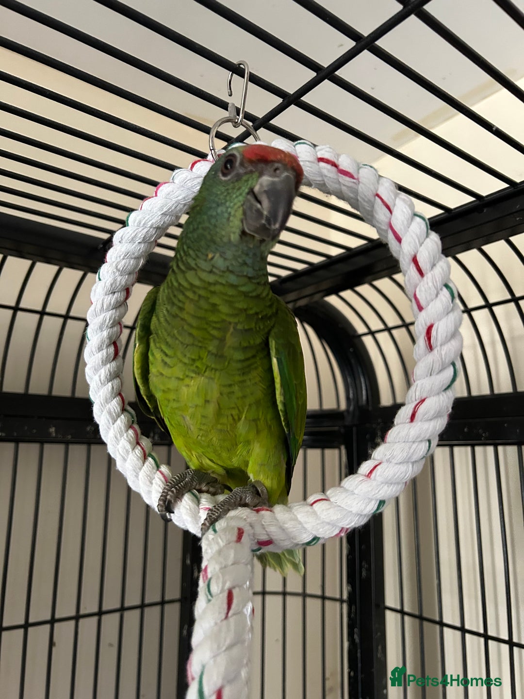Parrots birds for sale: Hand Reared Baby Festive Amazons  - Image 5