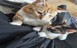 Mixed Breed cats for sale: Last girl left  - Image 3