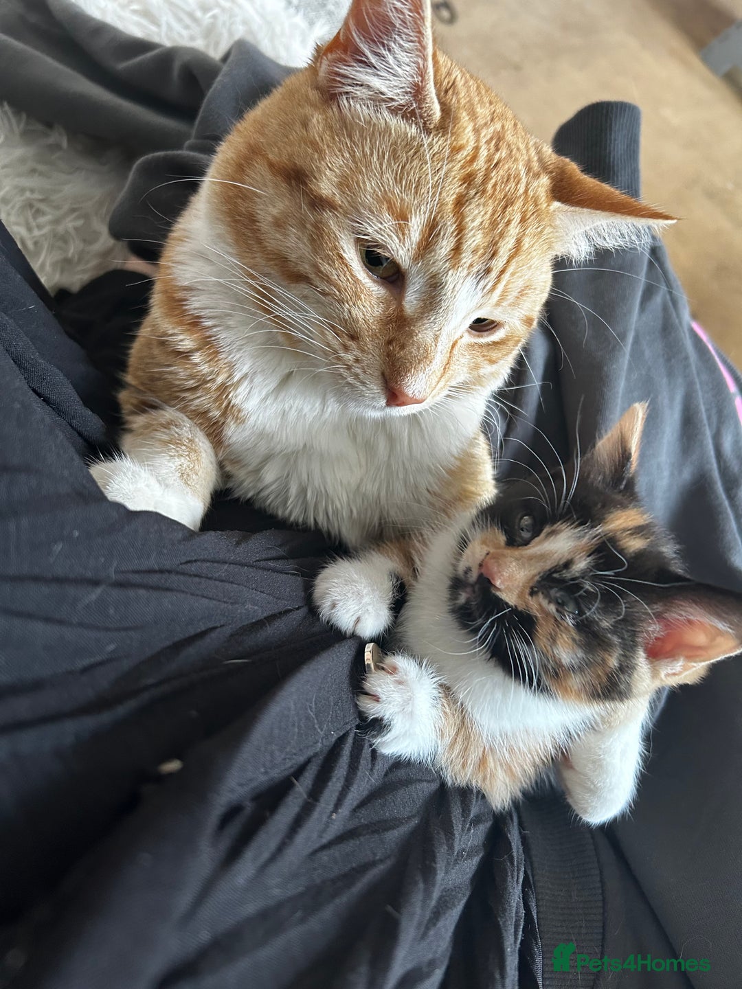 Mixed Breed cats for sale: Last girl left  - Image 3