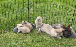 Lionhead rabbits for sale: Lionhead bunnies - Image 10