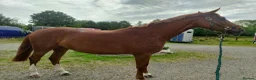 KWPN horses for sale: 4 year old kwpn chestnut gelding project  - Advert 3