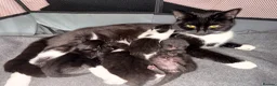 Mixed Breed cats for sale: Beautiful kittens  - Advert 12