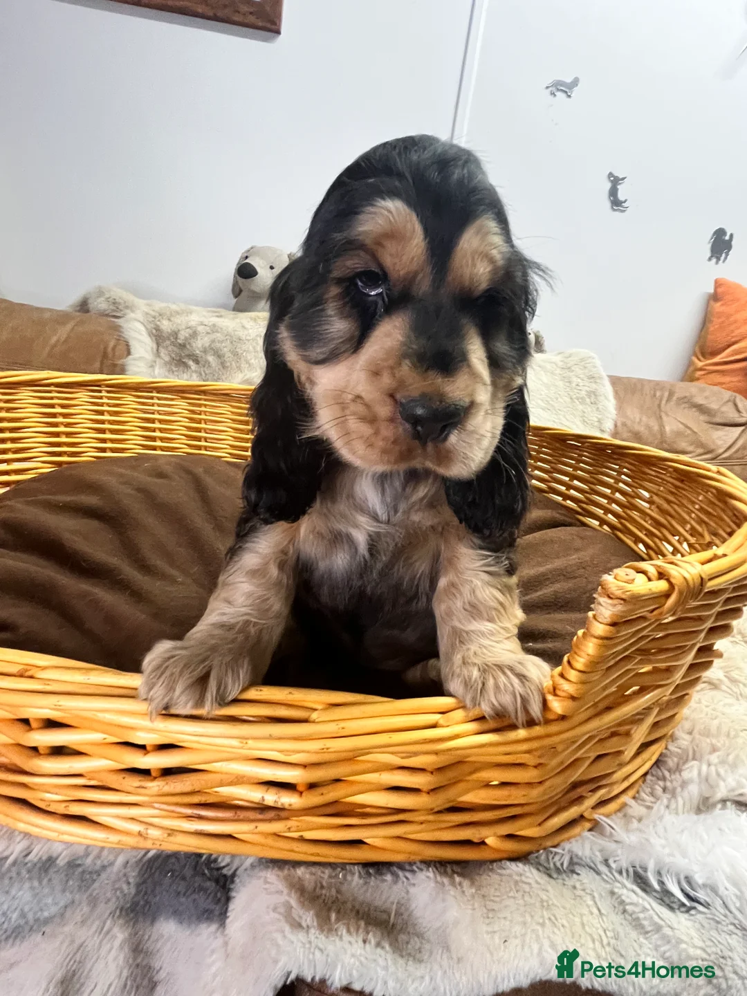 Cocker Spaniel dogs for sale: Gorgeous true to type KC show cockers - Advert 4