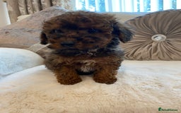 Cavapoo dogs for sale: Cavapoo pups  - Image 9