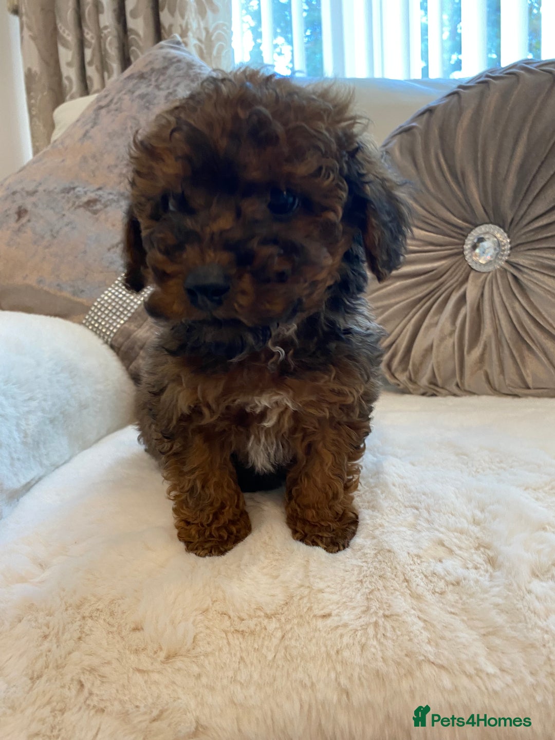 Cavapoo dogs for sale: Cavapoo pups  - Image 9