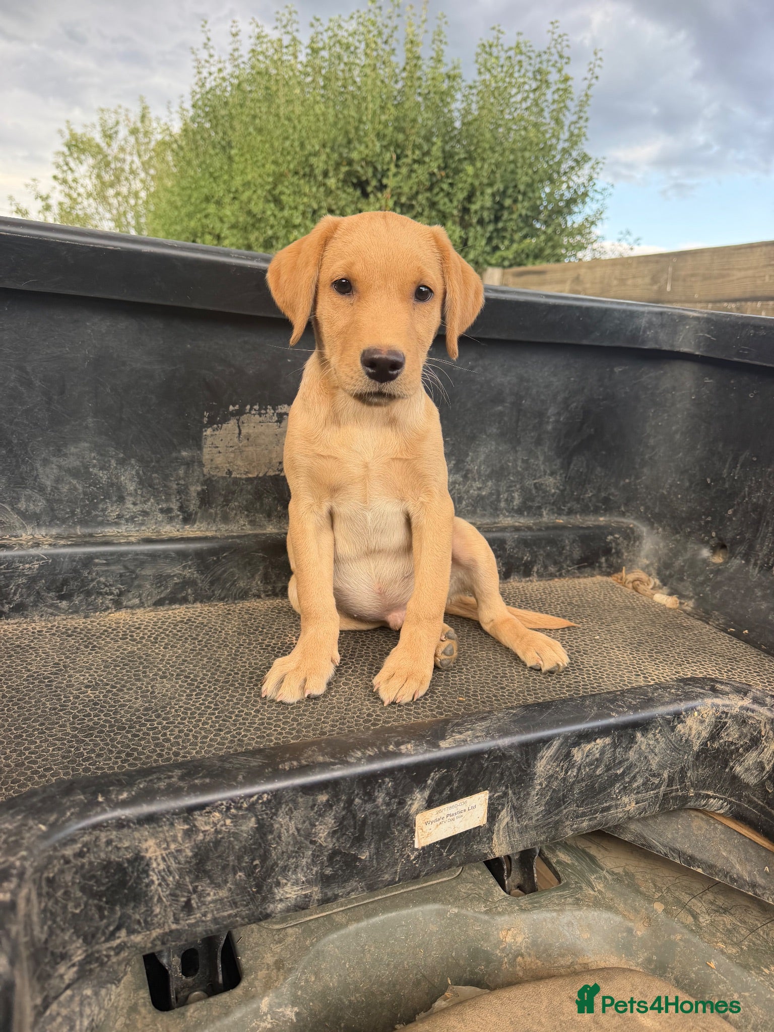 Labrador Retriever dogs 1 kc reg labrador boy - Advert 1