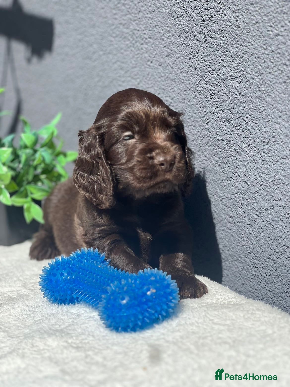Cocker Spaniel dogs Show Cocker Spaniel Puppy’s  - Advert 1