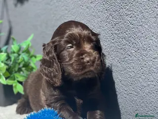 Cocker Spaniel dogs Show Cocker Spaniel Puppy’s - Advert 1