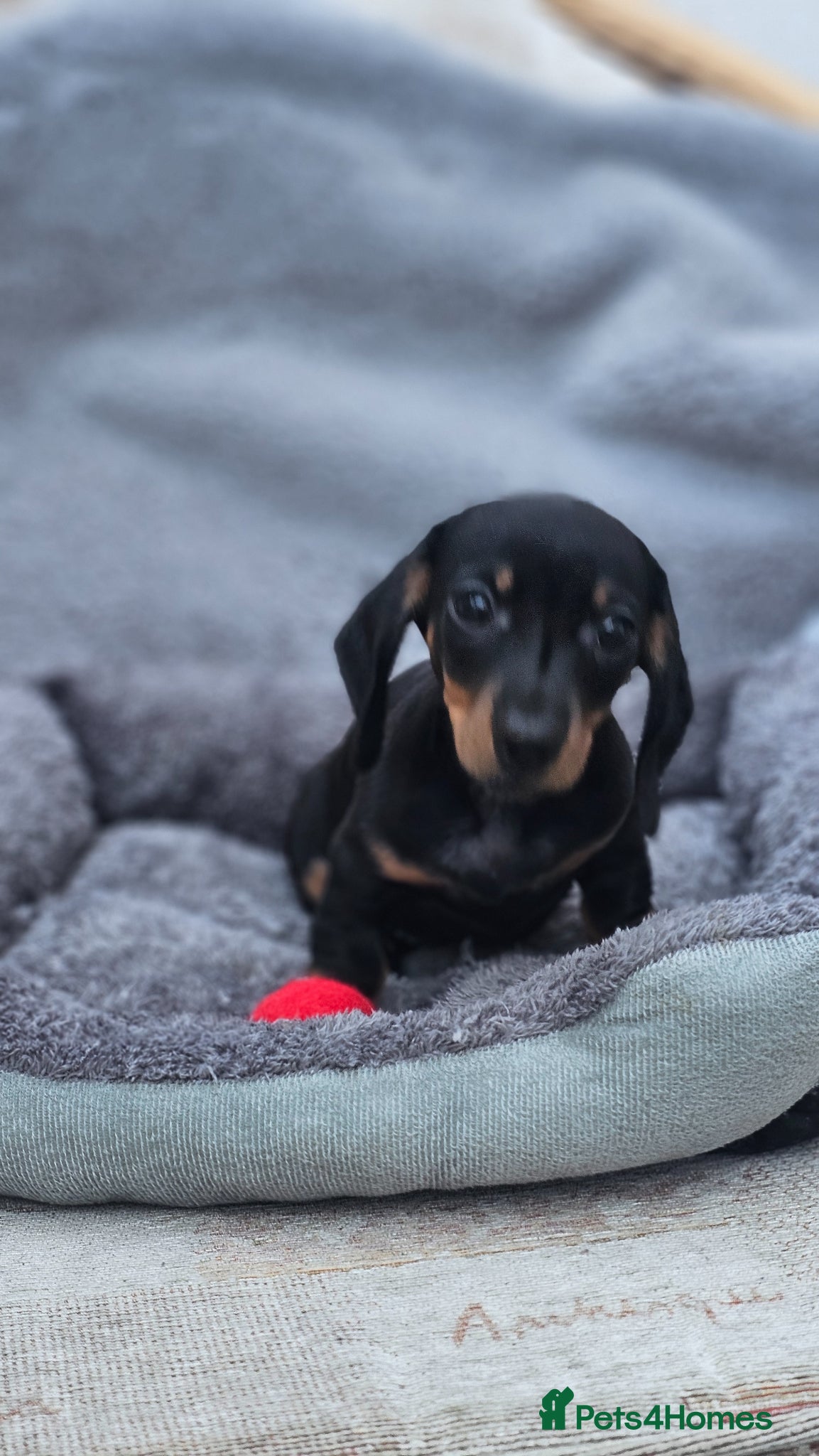 Dachshund dogs Dachshund miniature boy black and tan 10 weeks old - Advert 16