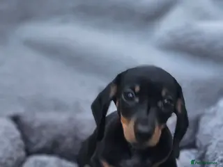 Dachshund dogs Dachshund miniature boy black and tan 10 weeks old - Advert 16