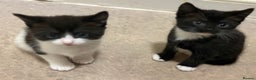 Mixed Breed cats for sale: READY NOW - beautiful black & white male kitten - Advert 8