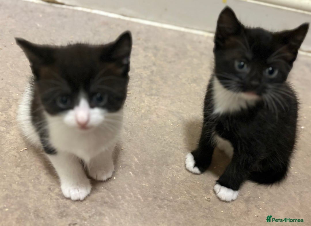 Mixed Breed cats for sale: 3 beautiful black and white kittens  - Image 8
