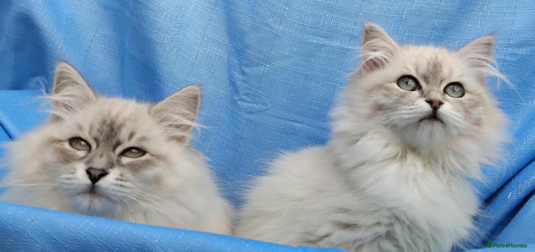 Siberian cats for sale: GCCF Registered Pure Siberian kittens For Sale.   - Image 9
