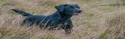 Labrador Retriever dogs for sale: Health tested Labrador pups - Advert 4