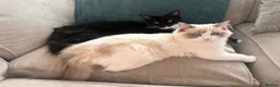 Ragdoll cats for sale: Stunning 3/4 Ragdolls Kittens - Advert 8