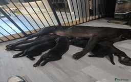 Cane Corso dogs for sale: Last 3 of the 10 cane cane corso puppys left  - Image 32