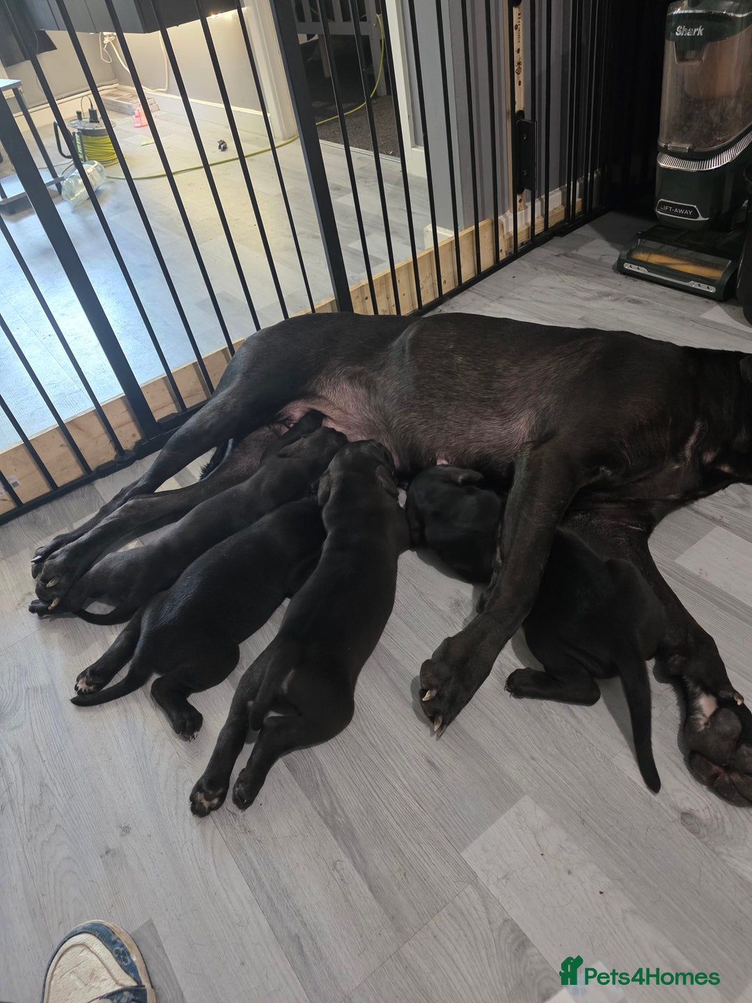 Cane Corso dogs for sale: Last 3 of the 10 cane cane corso puppys left  - Image 32