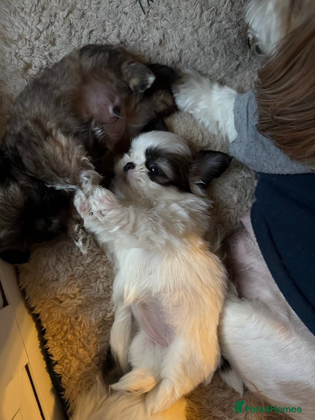 Shih Tzu dogs for sale: Shih Tzu puppies - Advert 1