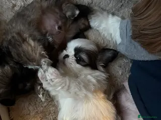 Shih Tzu dogs Shih Tzu puppies - Advert 18