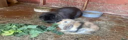 Mini Lion Lop rabbits for sale: Mini Lion Lop Babies & Mom  - Advert 9