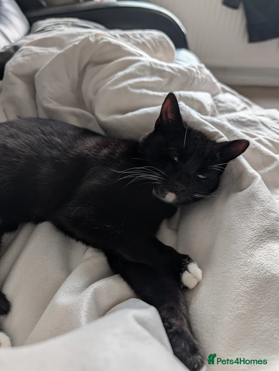 Mixed Breed cats for sale: Cat for for sale  - Advert 3