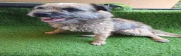 Border Terrier dogs for sale: KC REGISTERED FEMALE BORDER TERRIER  - Advert 2