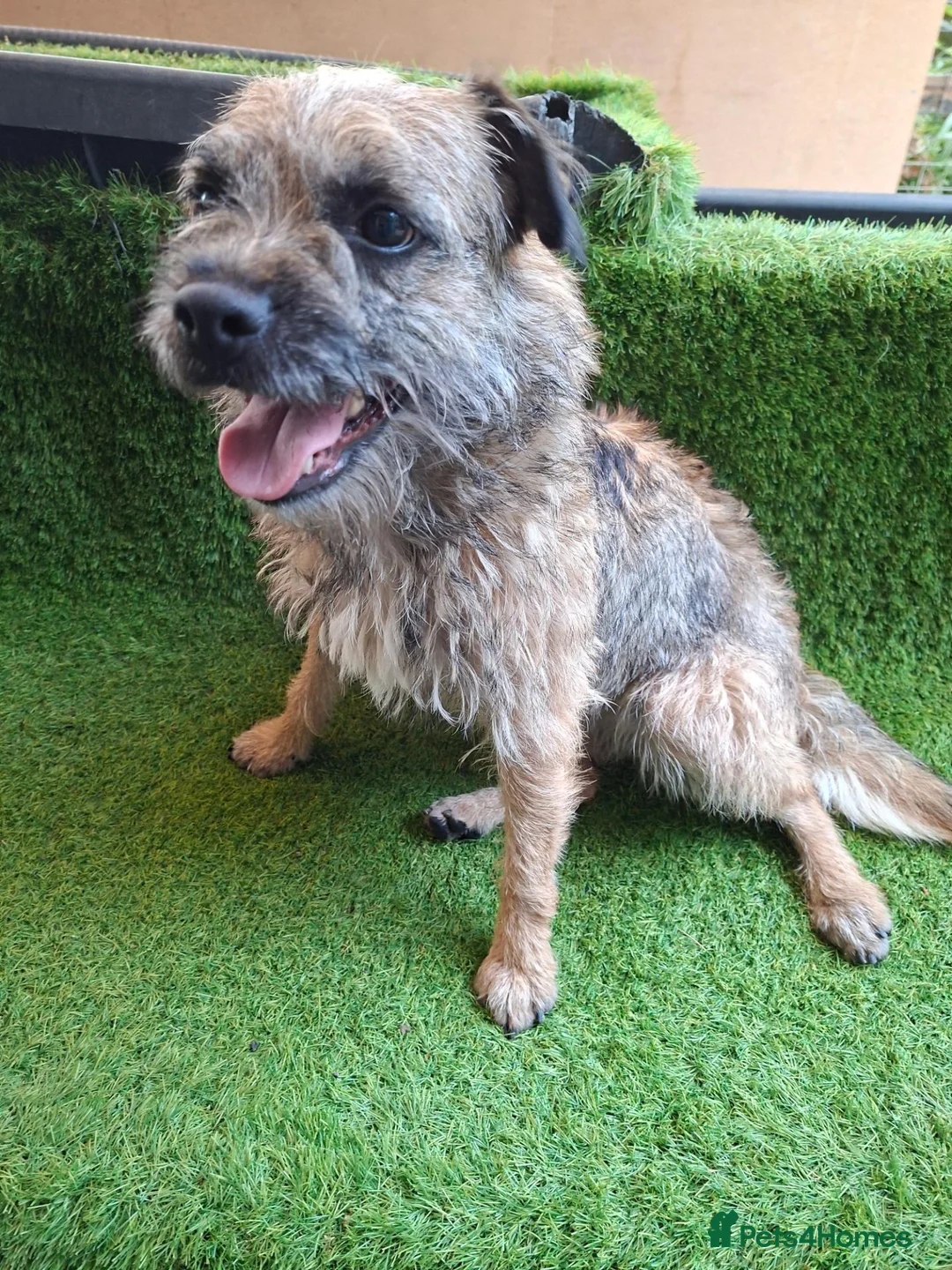 Border Terrier dogs for sale: KC REGISTERED FEMALE BORDER TERRIER  - Advert 2
