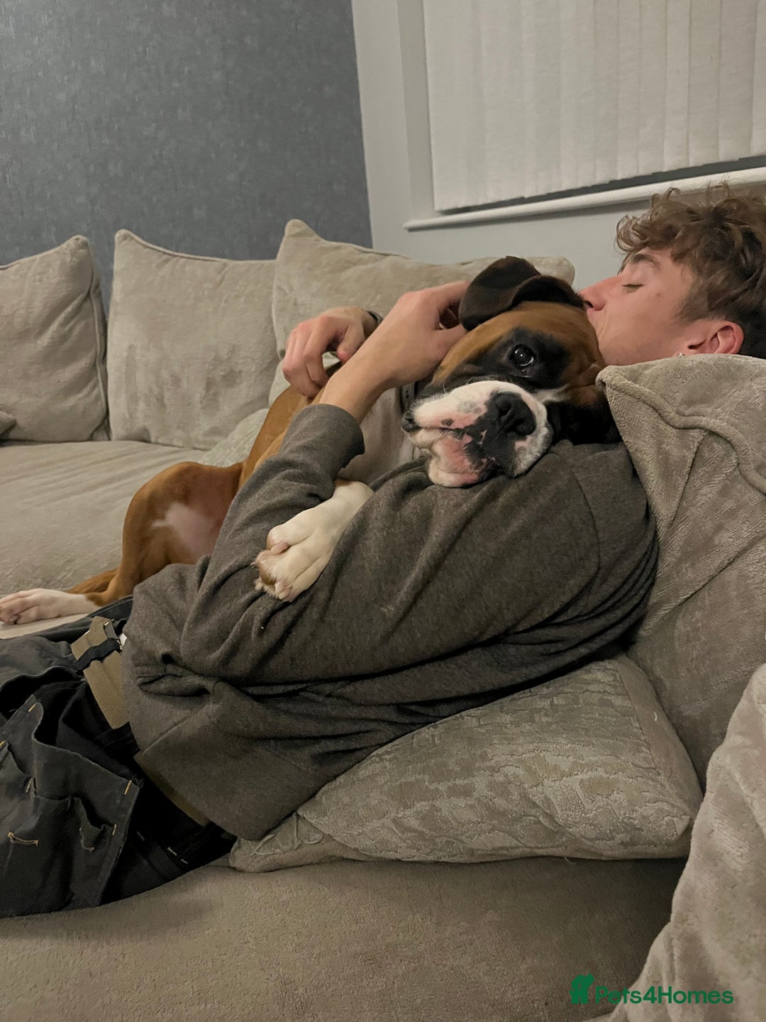 Boxer dogs for sale: Beautiful Boxer Puppies  🐾 - Image 7
