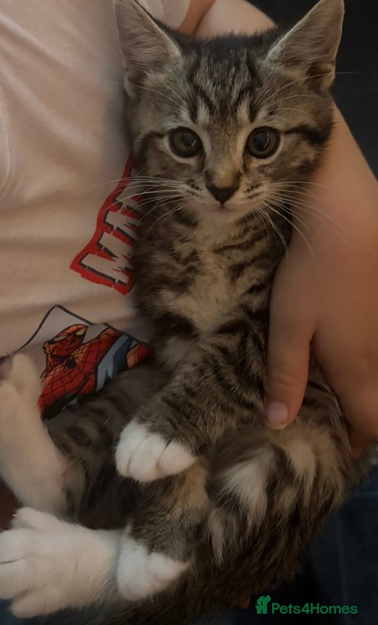 Mixed Breed cats     Mackerel tabby & quarter Persian - Advert 2