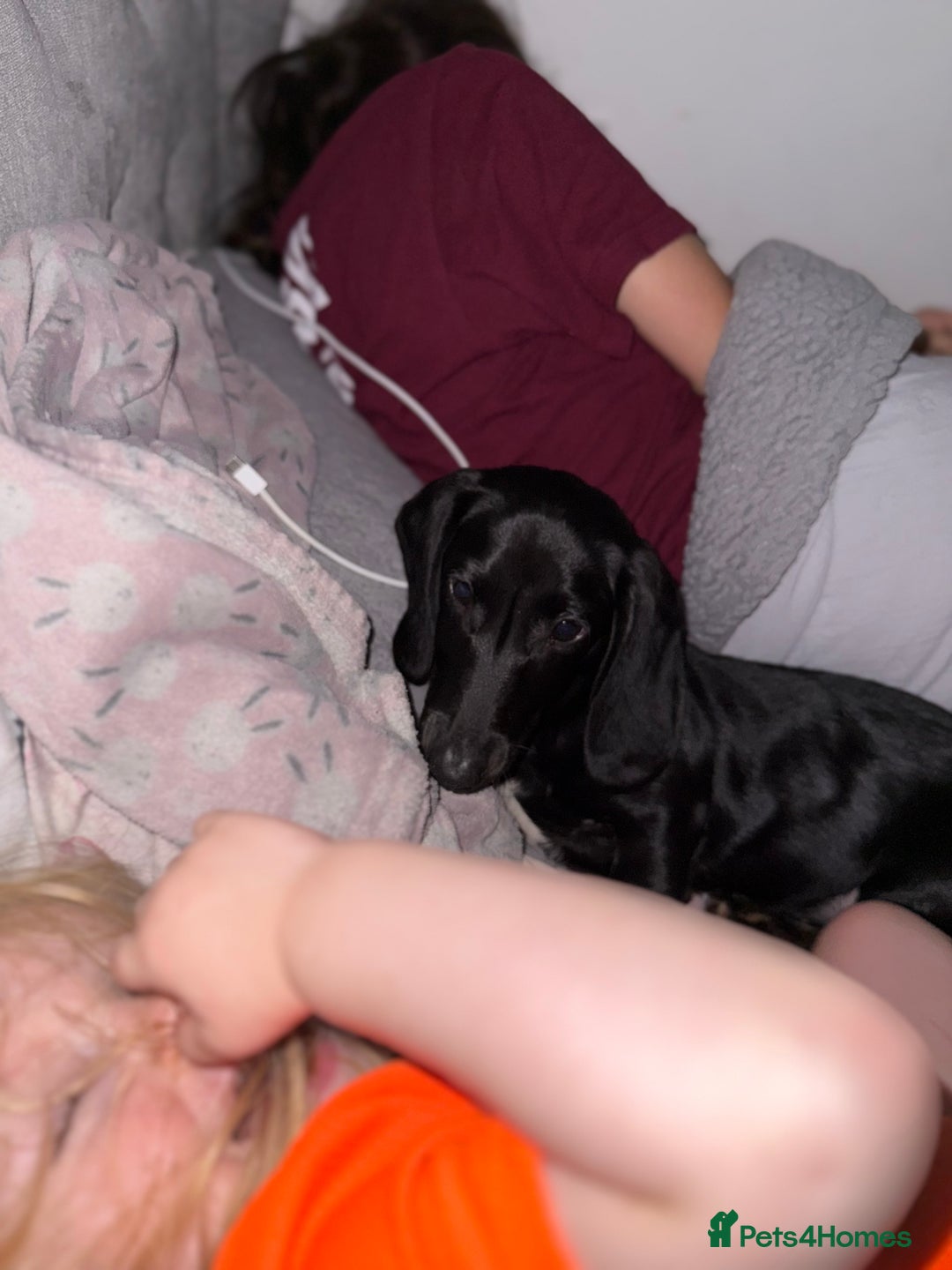 Dachshund dogs for sale: 7 month old  - Advert 9