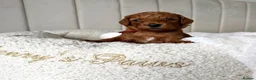 Mixed Breed dogs for sale: 🐾double doodles have arrived 🐾 - Advert 2