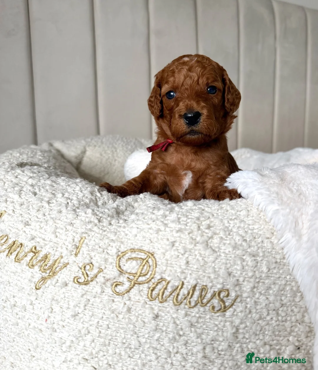 Mixed Breed dogs for sale: 🐾double doodles have arrived 🐾 - Advert 2