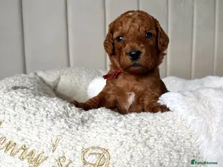 Mixed Breed dogs 🐾double doodles have arrived 🐾 - Advert 1