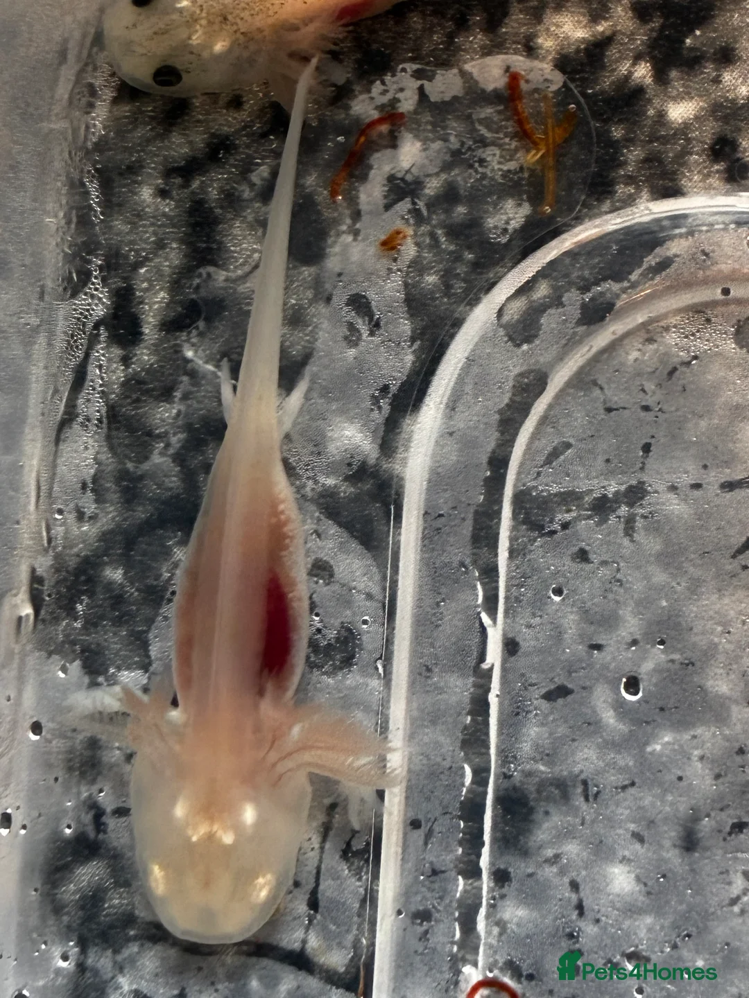 Axolotl reptiles for sale: Juvenile axolotls mixed sex  - Advert 6