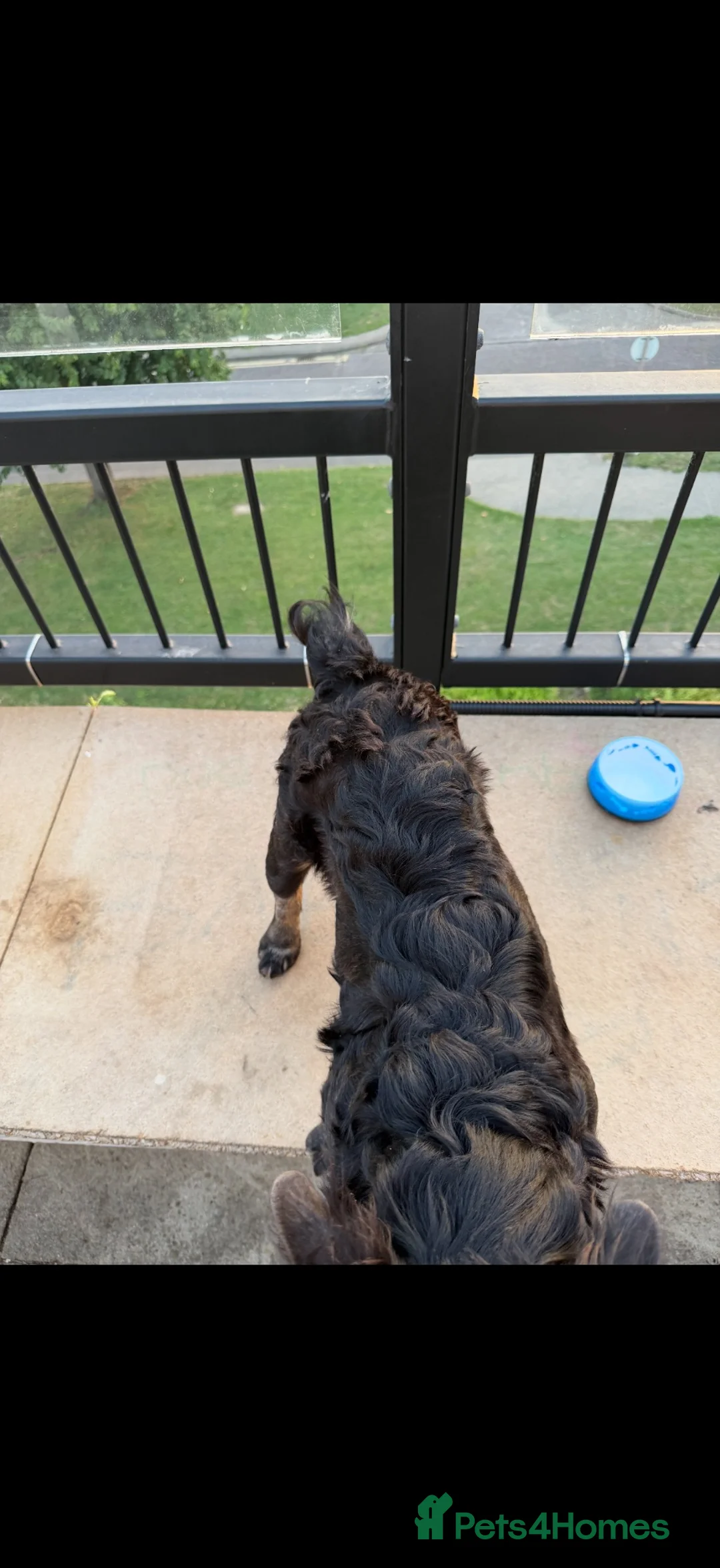 French Bulldog dogs for sale: 👑Future king in the making 👑 - Advert 2